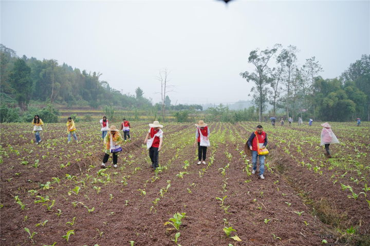 梓潼街道:好雨知时节 施肥正当时.png