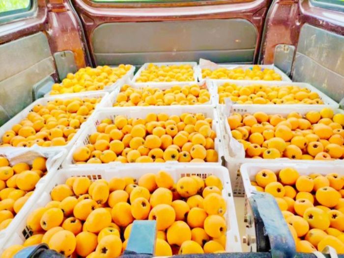 枇杷装箱准备运往外地